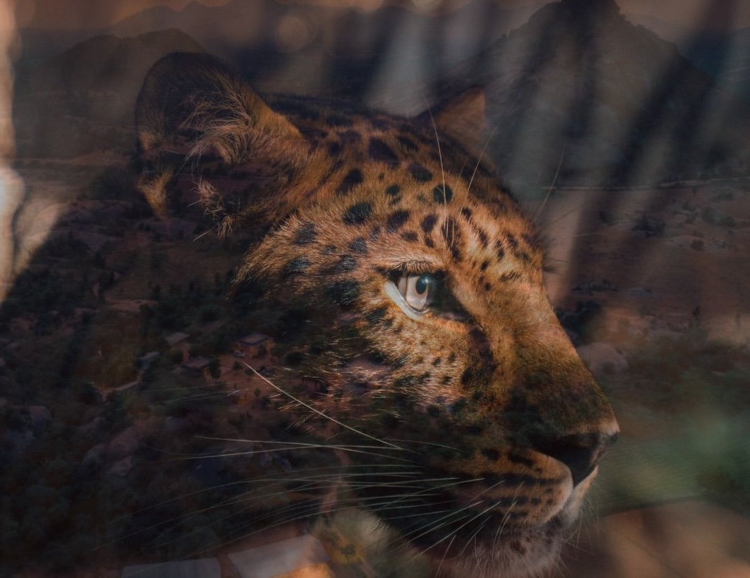 Bera Jawai sacred wilderness retreat destination